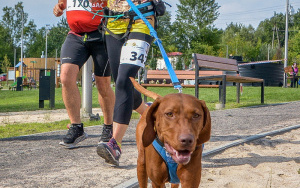Bieg Trzech Zamków - pies biorący udział w biegu