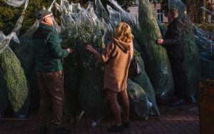 Choinkobranie w powiecie będzińskim (8)